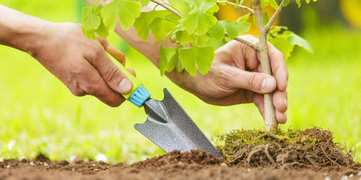 Every Tree is a Vote for the Future